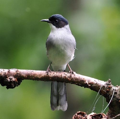 Black-headed Sibia (Heterophasia desgodinsi), photo 3