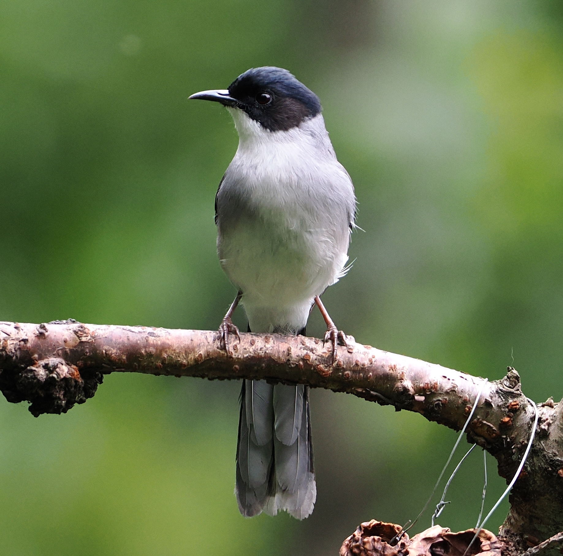 Black-headed Sibia (Heterophasia desgodinsi), photo 6