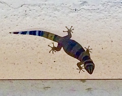 Sphaerodactylus torrei
