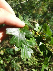 Crataegus monogyna