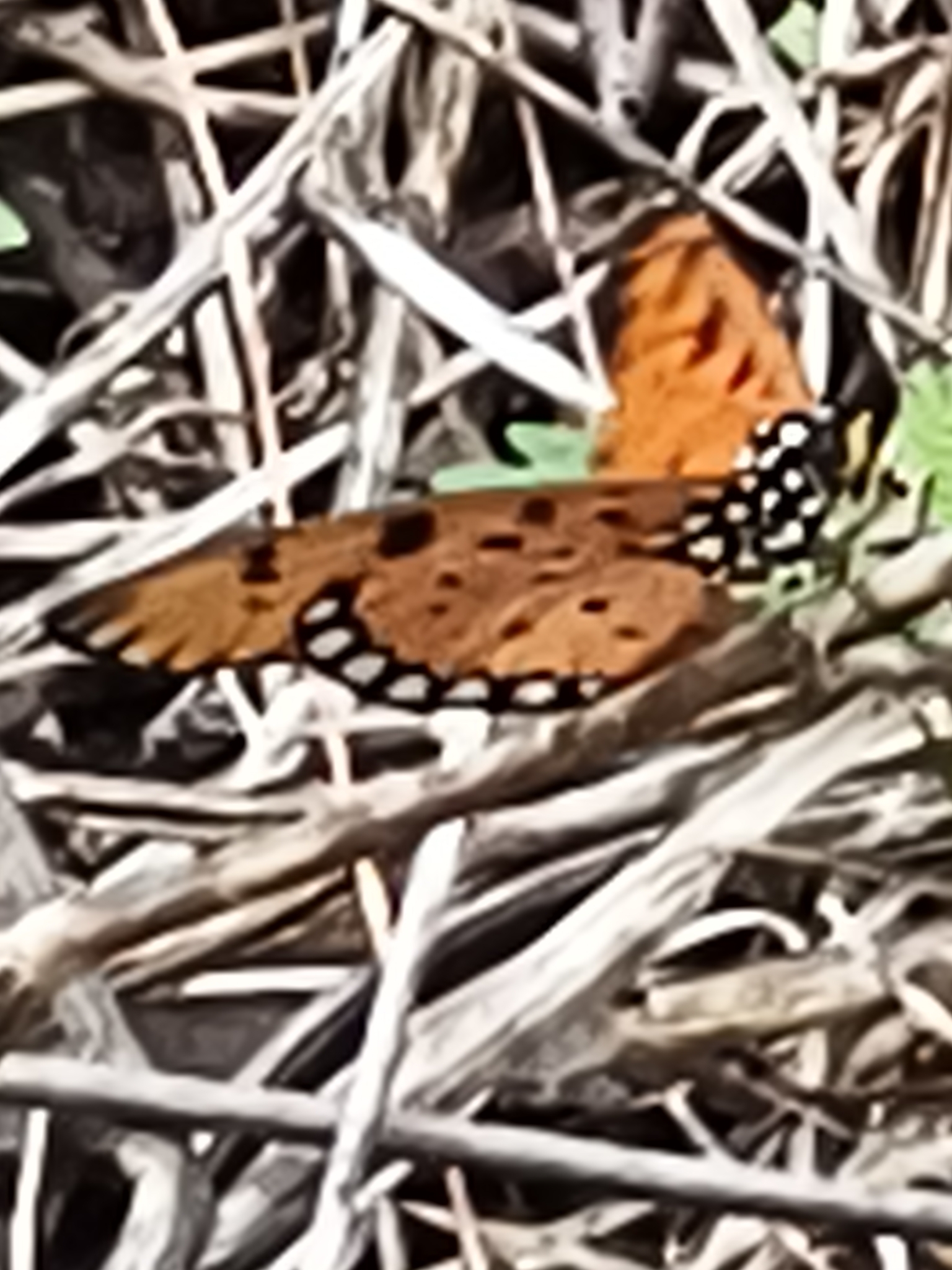 Tawny Coster