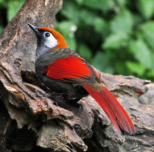 Red-tailed Laughingthrush (Trochalopteron milnei), photo 7