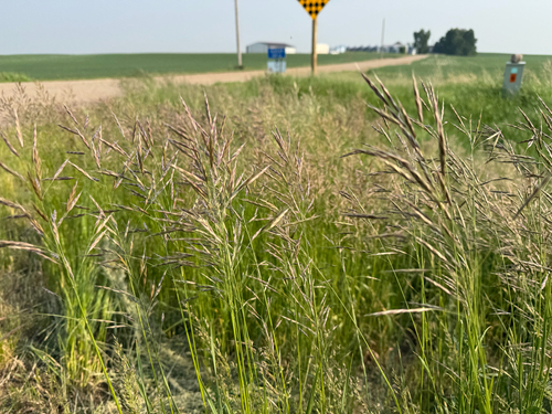 Smooth Brome