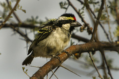 Acacia Pied Barbet photo 3
