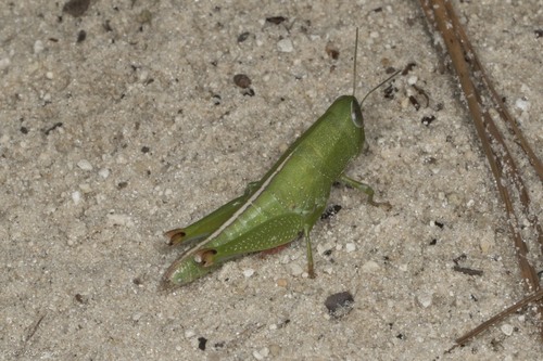 Wingless Florida Grasshopper photo 2