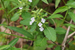 Clinopodium micranthum