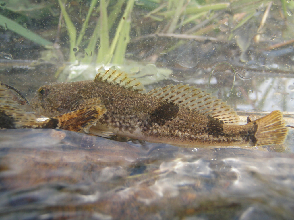 Japanese sculpin (Cottus reinii) — Cottidae