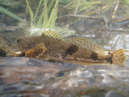 Japanese sculpin (Cottus reinii) — Cottidae