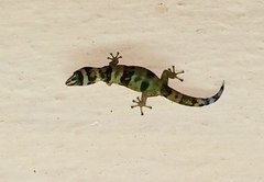 Sphaerodactylus torrei