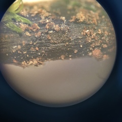 Geoglossum difforme