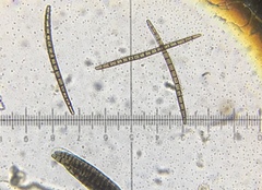 Geoglossum difforme