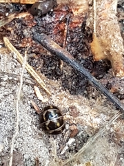 Glomeridae