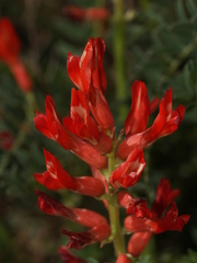 Astragalus sanguineus