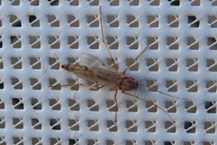 Chironomidae
