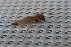 Chironomidae