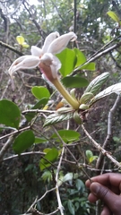 Bremeria hymenopogonoides
