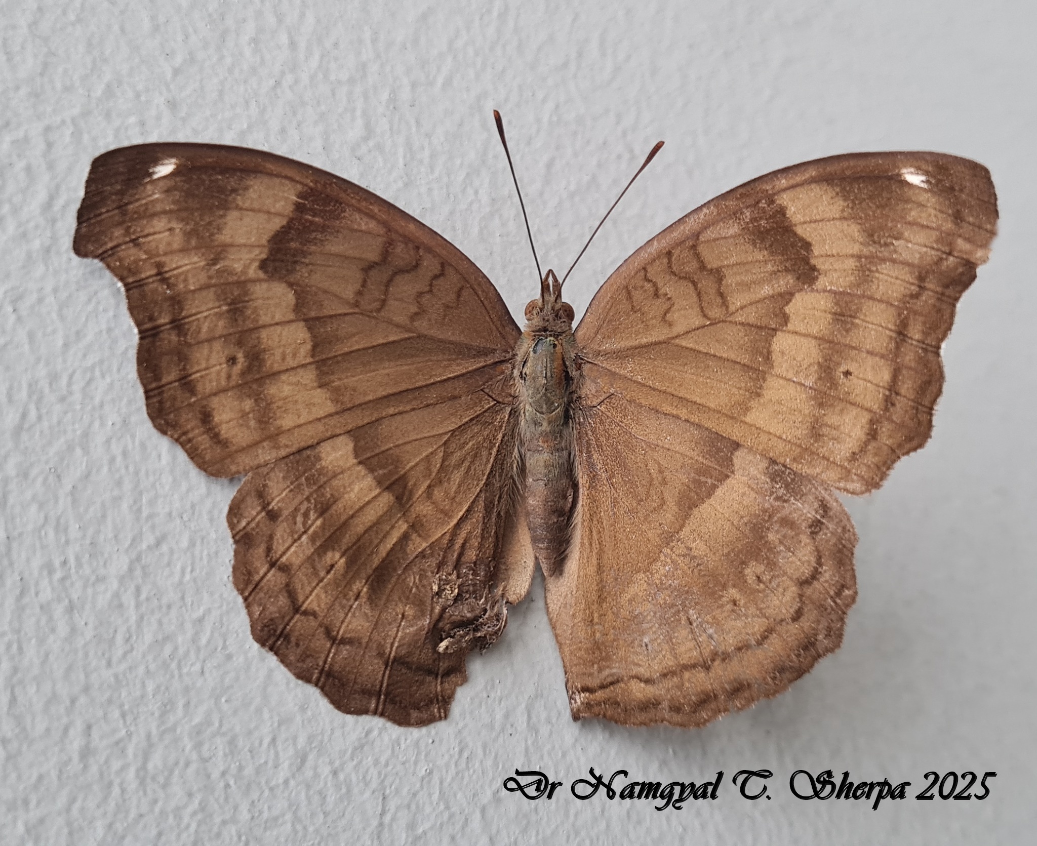 Chocolate Pansy
