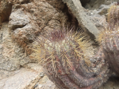 Copiapoa boliviana