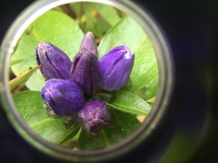 Campanula glomerata