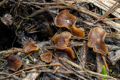 Peziza nivalis