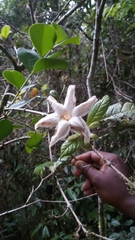 Bremeria hymenopogonoides