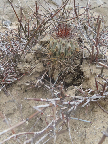 Copiapoa boliviana