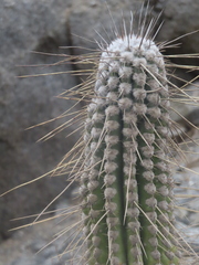 Eulychnia iquiquensis, photograph (c) Eric Schmidt, some rights reserved (CC BY)