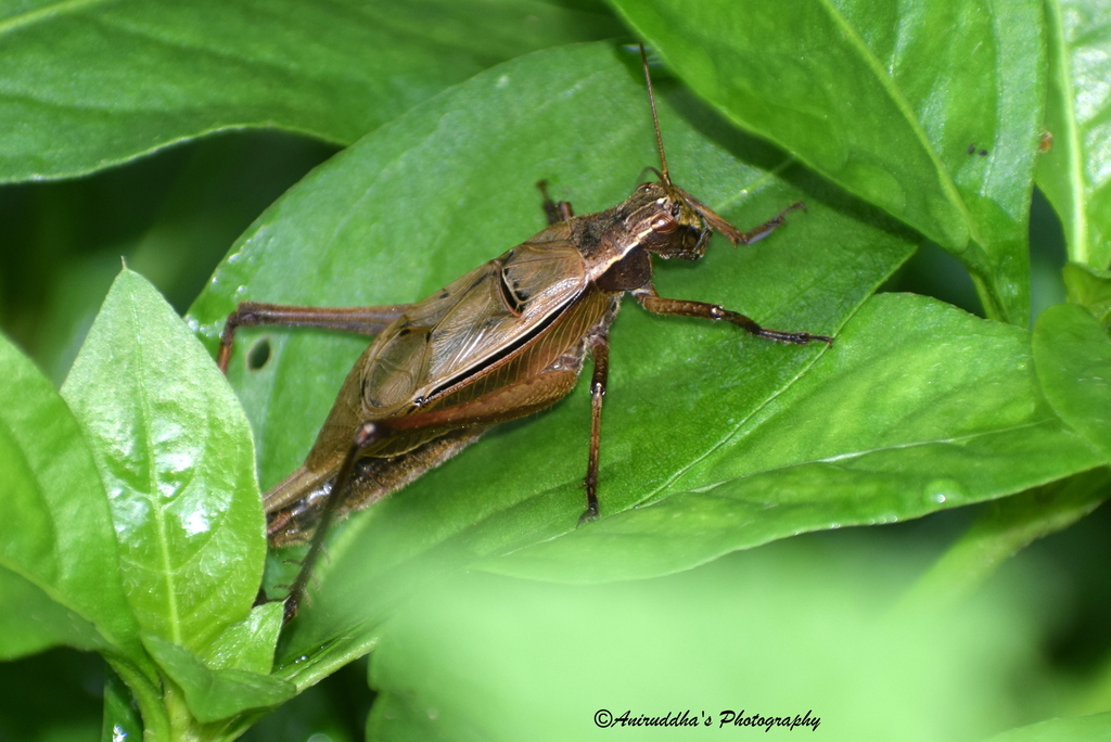 Xenogryllus transversus