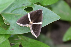 Fodina pallula