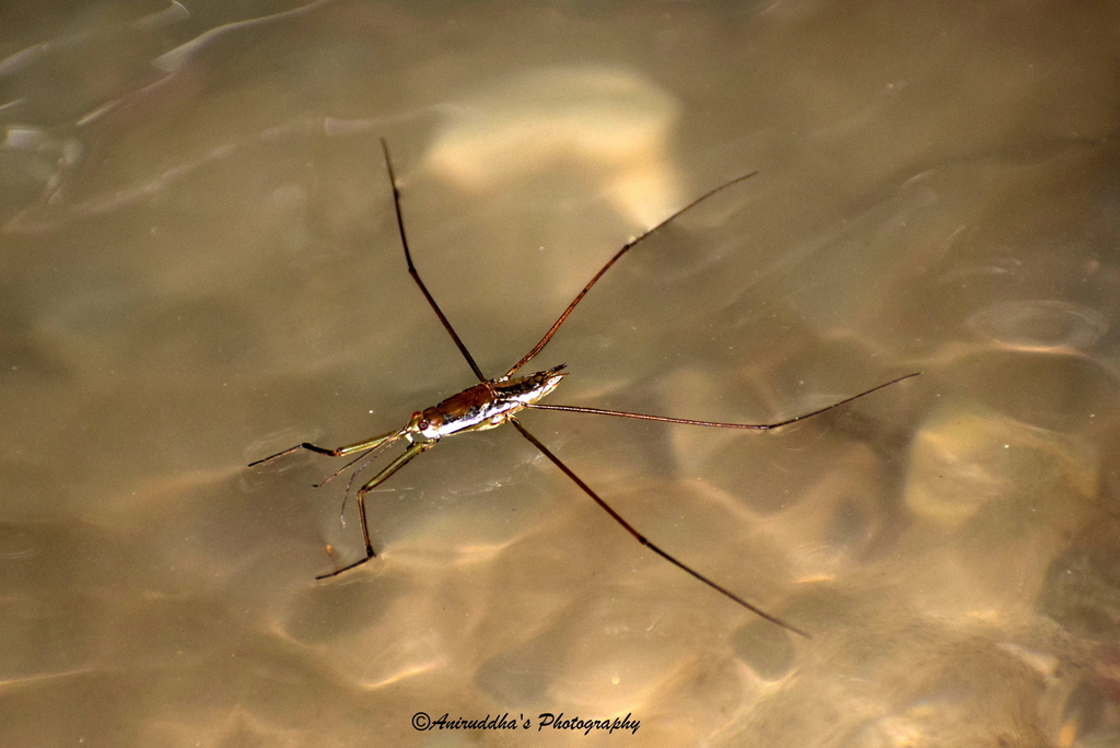 Ptilomera laticaudata