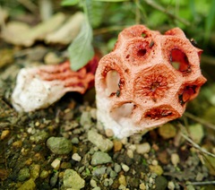 Clathrus