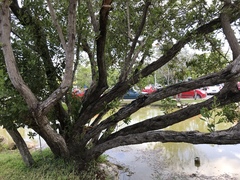 Anthurium schlechtendalii