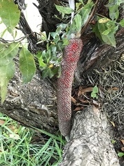Anthurium schlechtendalii