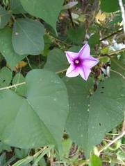 Ipomoea muricata