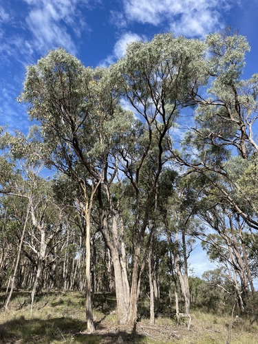 Eucalyptus nicholii, 2025-05-25