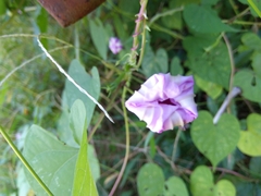 Ipomoea muricata