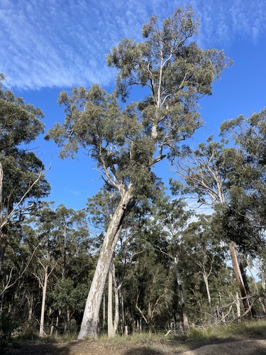 Eucalyptus michaeliana