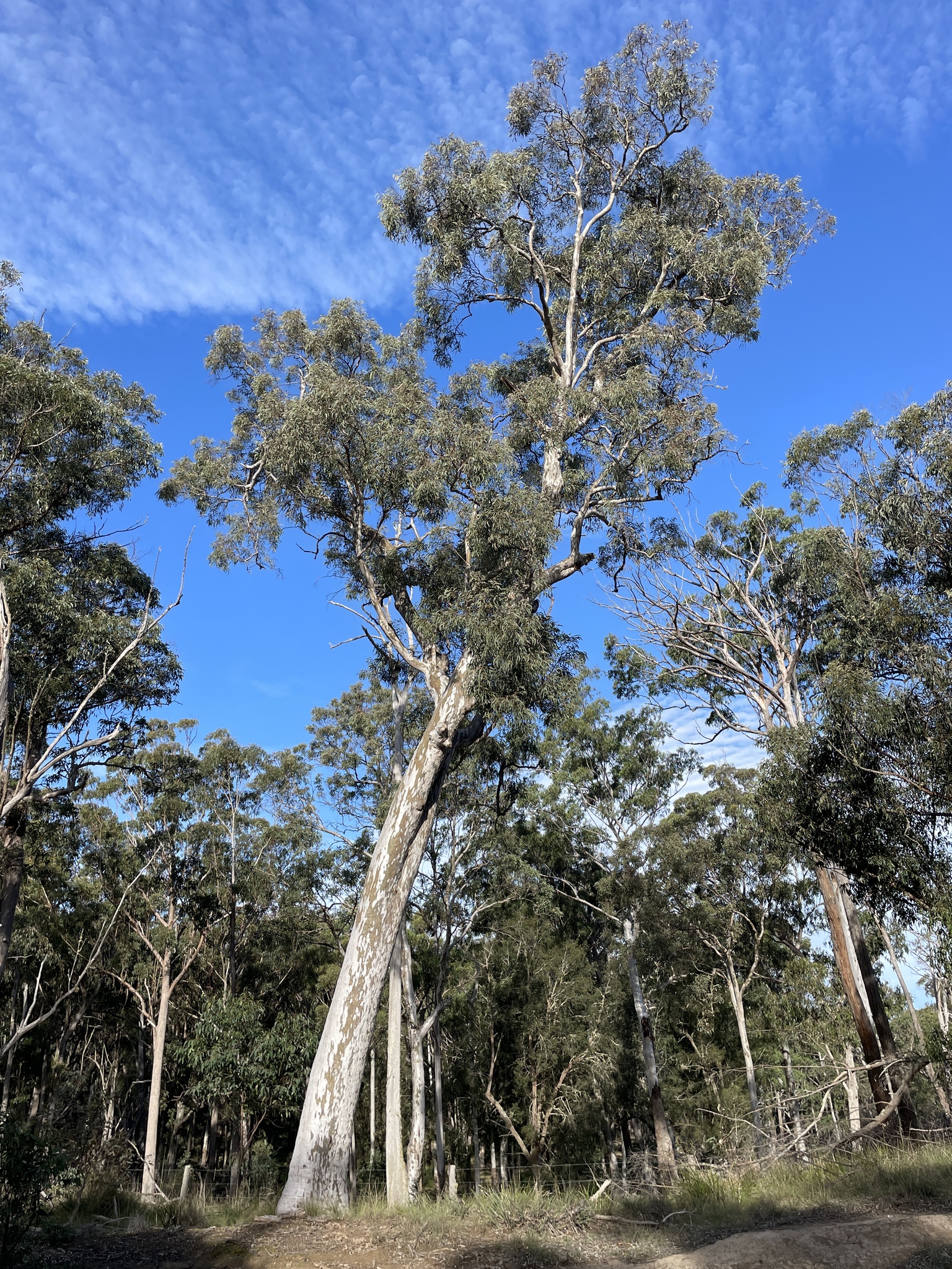 Eucalyptus michaeliana