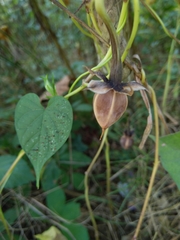 Ipomoea muricata
