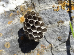 Polistes atrimandibularis