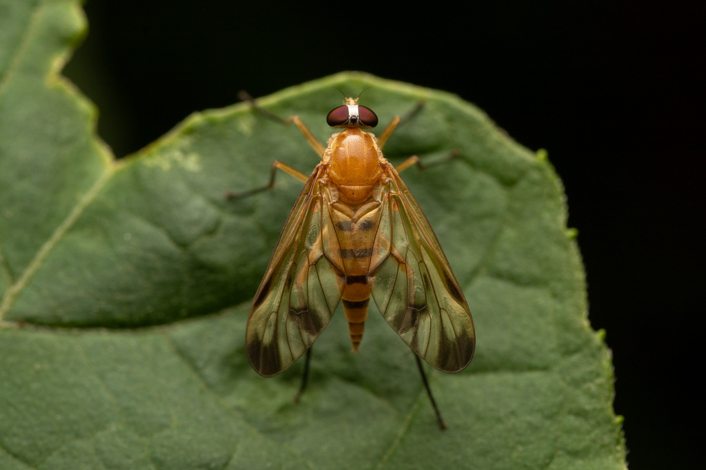 Rhagio ochraceus