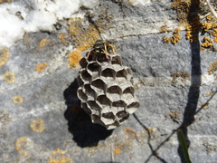 Polistes atrimandibularis