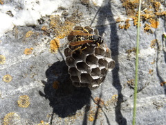 Polistes atrimandibularis