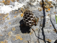 Polistes atrimandibularis