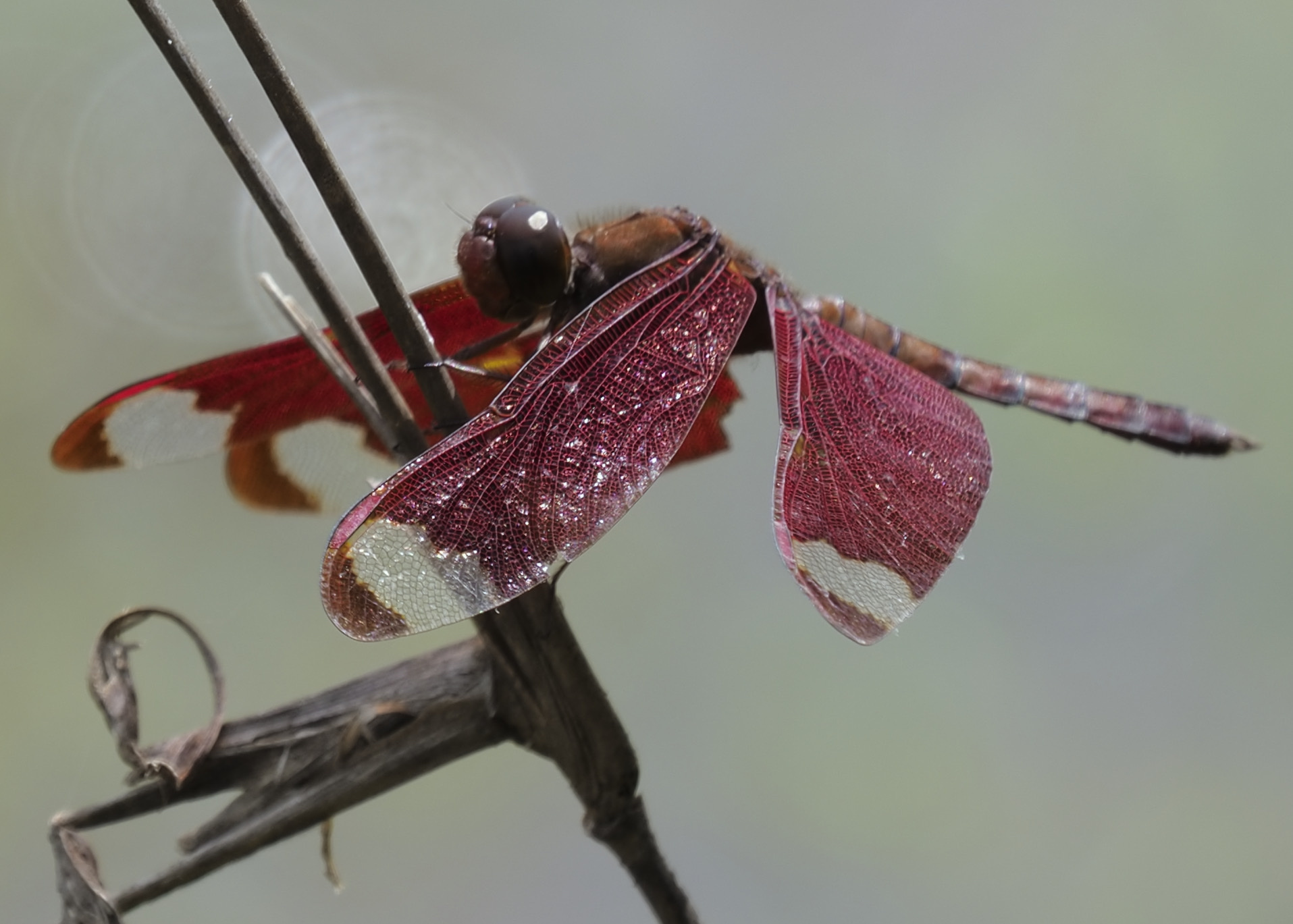 Fulvous Forest Skimmer