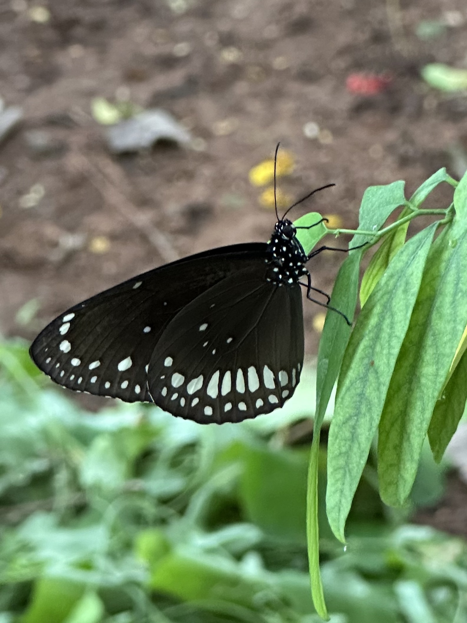 Common Crow