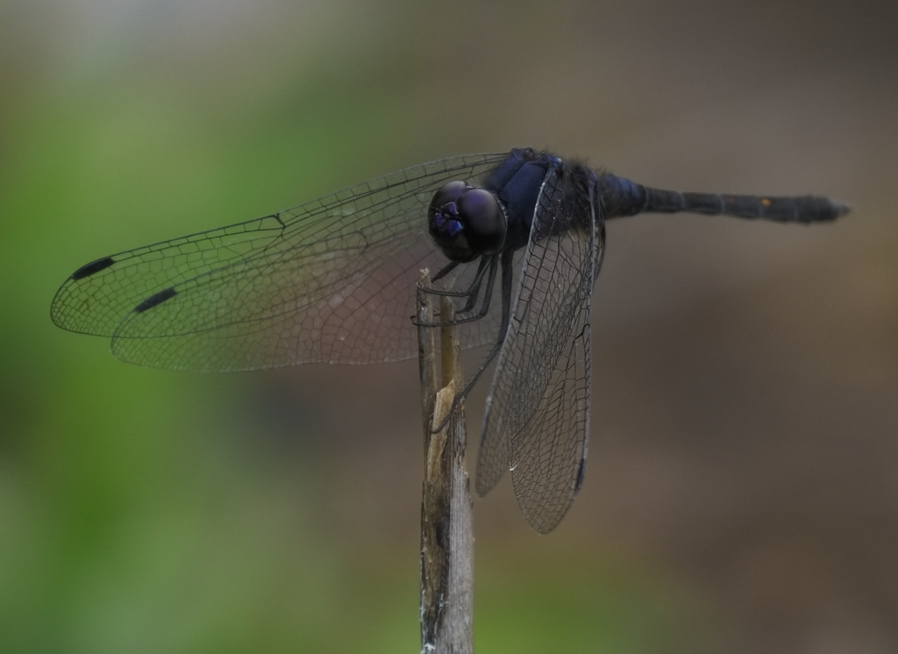 Black Stream Glider