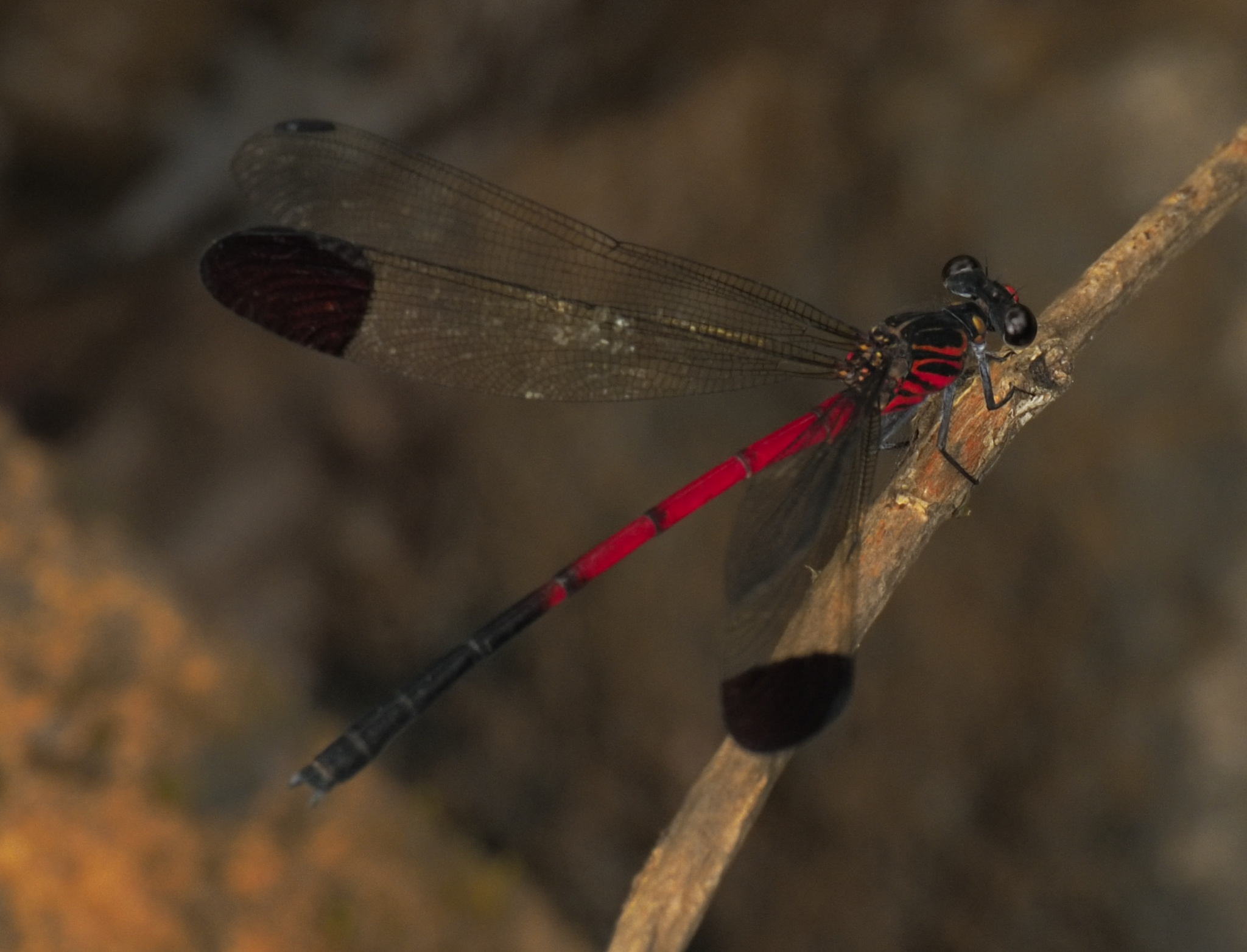 Thoseghar Satinwing