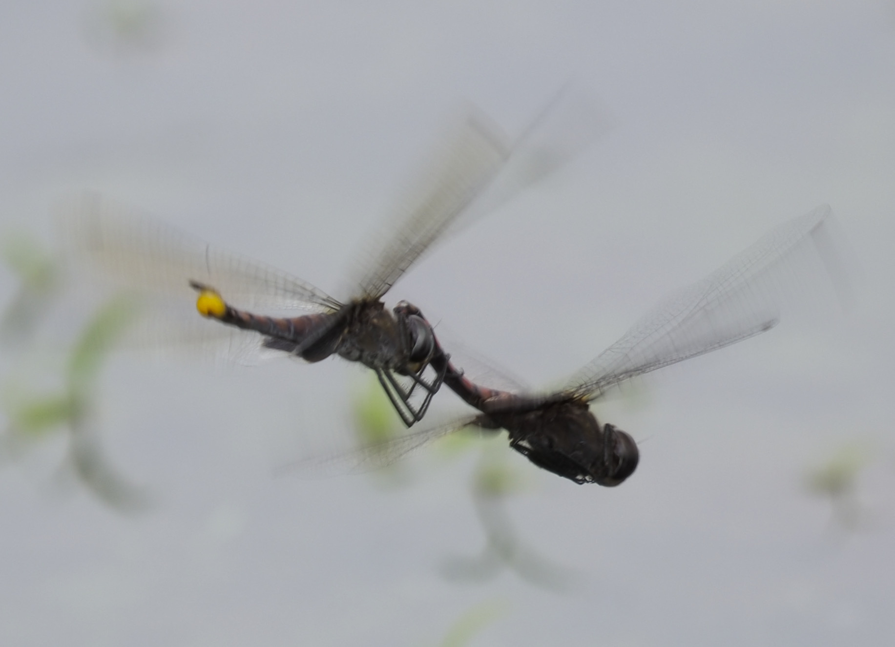 Black Marsh Trotter