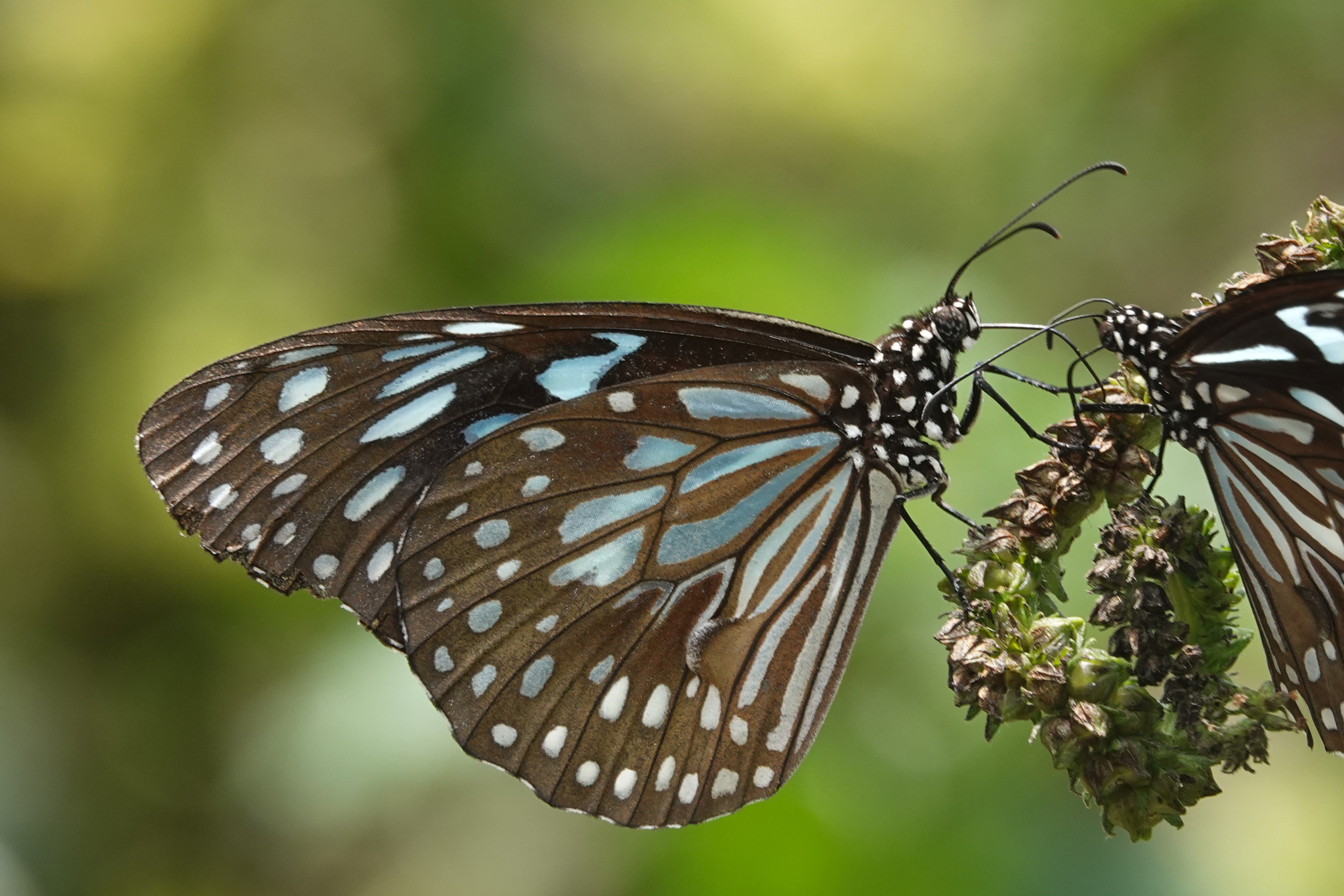 Dark Blue Tiger